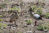 Egyptian Goose, Jemma Valley, Ethiopia, January 2016 - click for larger image