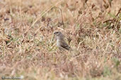 Female Cut-throat Finch, Liben Plains, Ethiopia, January 2016 - click for larger image