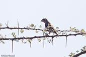 Male Cut-throat Finch, Jemma Valley, Ethiopia, January 2016 - click for larger image