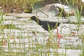 Black Crake,Ghana, June 2011 - click for larger image