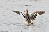 Cape Teal, Lake Shalla, Ethiopia, January 2016 - click for larger image