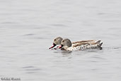 Cape Teal, Lake Shalla, Ethiopia, January 2016 - click for larger image