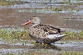 Male Northern Shoveler, Bogol, Ethiopia, January 2016 - click for larger image