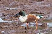 Male Northern Shoveler, Bogol, Ethiopia, January 2016 - click for larger image