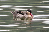 Red-billed Teal, Lake Alarobia, Antananarivo, Madagascar, November 2016 - click for larger image