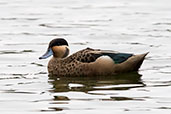 Hottentot Teal, Lake Alarobia, Madagascar, November 2016 - click for larger image