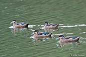 Hottentot Teal, Lake Alarobia, Madagascar, November 2016 - click for larger image