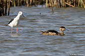 Hottentot Teal, Belalanda Wetlands, Madagascar, November 2016 - click for larger image