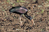 African Openbill, Majunga, Madagascar, November 2016 - click for larger image