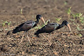 African Openbill, Majunga, Madagascar, November 2016 - click for larger image