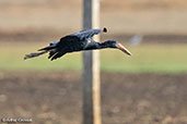 African Openbill, Majunga, Madagascar, November 2016 - click for larger image