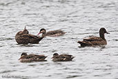 Meller's Duck, Lake Alarobia, Antananarivo, Madagascar, November 2016 - click for larger image