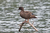 Meller's Duck, Lake Alarobia, Antananarivo, Madagascar, November 2016 - click for larger image