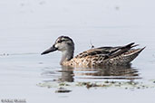 Garganey, Lake Awassa, Ethiopia, January 2016 - click for larger image