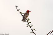 Northern Red-headed Weaver, Bogol-Manyo Road, Ethiopia, January 2016 - click for larger image