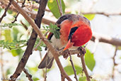 Northern Red-headed Weaver, Lake Langano, Ethiopia, January 2016 - click for larger image