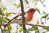 Northern Red-headed Weaver, Lake Langano, Ethiopia, January 2016 - click for larger image