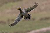 Yellow-billed Duck, Bale Mountains, Ethiopia, January 2016 - click for larger image