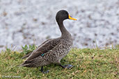 Yellow-billed Duck, Bale Mountains, Ethiopia, January 2016 - click for larger image