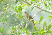 Plain Greenbul, Kakum National Park, Ghana, May 2011 - click for larger image