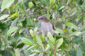 Slender-billed Greenbul, Kakum National Park, Ghana, May 2011 - click for larger image