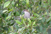 Slender-billed Greenbul, Kakum National Park, Ghana, May 2011 - click for larger image