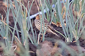 Red-throated Pipit, Lake Chelekcheka, Ethiopia, January 2016 - click for larger image