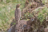 Red-throated Pipit, Bale Mts, Ethiopia, January 2016 - click for larger image