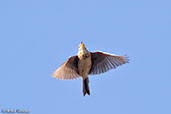 African Pipit, Lake Chelekcheka, Ethiopia, January 2016 - click for larger image