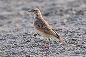 African Pipit, Lake Ziway, Ethiopia, January 2016 - click for larger image