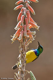 Male Collared Sunbird, Sof Omar, Ethiopia, January 2016 - click for larger image