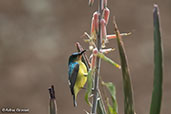 Female Collared Sunbird, Sof Omar, Ethiopia, January 2016 - click for larger image