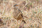 Plain-backed Pipit, Liben Plains, Ethiopia, January 2016 - click for larger image