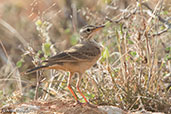 Plain-backed Pipit, Yabello, Ethiopia, January 2016 - click for larger image