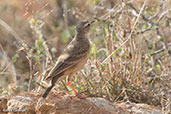 Plain-backed Pipit, Yabello, Ethiopia, January 2016 - click for larger image