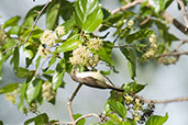 Male Western Violet-backed Sunbird, Mole National Park, Ghana, June 2011 - click for larger image