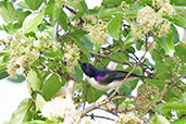 Male Western Violet-backed Sunbird, Mole National Park, Ghana, June 2011 - click for larger image