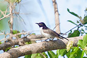 Male Western Violet-backed Sunbird, Mole National Park, Ghana, June 2011 - click for larger image