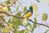 Male Nile Valley Sunbird, Bilen, Ethiopia, January 2016 - click for larger image