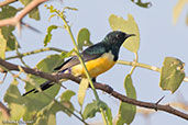 Male Nile Valley Sunbird, Bilen, Ethiopia, January 2016 - click for larger image