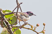 Male Eastern Violet-backed Sunbird, Yabello, Ethiopia, January 2016 - click for larger image