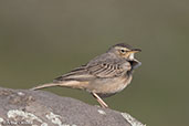 Long-billed Pipit, Gemesa Geden, Ethiopia, January 2016 - click for larger image