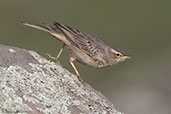 Long-billed Pipit, Gemesa Geden, Ethiopia, January 2016 - click for larger image