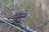 Tree Pipit, Lake Langano, Ethiopia, January 2016 - click for larger image