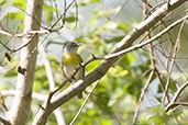 Yellow-breasted Apalis, Mole National Park, Ghana, June 2011 - click for larger image