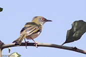 Yellow-breasted Apalis, Yabello, Ethiopia, January 2016 - click for larger image