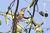 Yellow-breasted Apalis, Yabello, Ethiopia, January 2016 - click for larger image