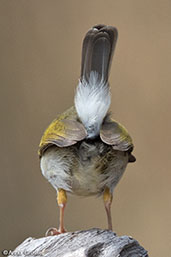 Yellow-breasted Apalis, Yabello, Ethiopia, January 2016 - click for larger image