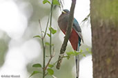 Female Narina Trogon, Lake Langano, Ethiopia, January 2016 - click for larger image