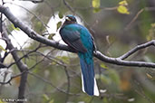 Female Narina Trogon, Lake Langano, Ethiopia, January 2016 - click for larger image